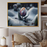 A Blooming Multicolor Tulip Flower In Winter II Canvas Canvas