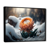 A Blooming Orange Dahlia Flower In Winter II Framed Canvas Vibrant Black - 1.5"Thick