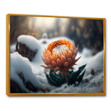 A Blooming Orange Dahlia Flower In Winter II Framed Canvas Vibrant Gold - 1.5"Thick