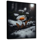 A Blooming Orange Daisy Flower In Winter I Framed Canvas Vibrant Black - 1.5"Thick