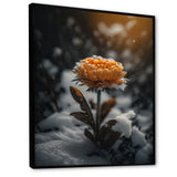 A Blooming Orange Marigold Flower In Winter III Framed Canvas Vibrant Black - 1.5"Thick