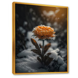 A Blooming Orange Marigold Flower In Winter III Framed Canvas Vibrant Gold - 1.5"Thick