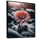 A Blooming Pink Gerbera Flower In Winter II Framed Canvas Vibrant Black - 1.5"Thick