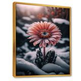 A Blooming Pink Gerbera Flower In Winter II Framed Canvas Vibrant Gold - 1.5"Thick