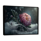 A Blooming Pink Peony Flower In Winter III Framed Canvas Vibrant Black - 1.5"Thick