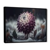 A Blooming Purple Dahlia Flower In Winter III Framed Canvas Vibrant Black - 1.5"Thick