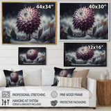 A Blooming Purple Dahlia Flower In Winter III Framed Canvas Vibrant Black - 1.5"Thick