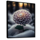 A Blooming Purple Dahlia Flower In Winter V Framed Canvas Vibrant Black - 1.5"Thick