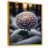 A Blooming Purple Dahlia Flower In Winter V Framed Canvas Vibrant Gold - 1.5"Thick