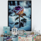 A Blooming Purple Rose Flower In Winter I Framed Canvas Vibrant Gold - 1.5"Thick