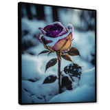 A Blooming Purple Rose Flower In Winter I Framed Canvas Vibrant Black - 1.5"Thick