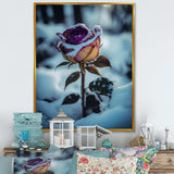 A Blooming Purple Rose Flower In Winter I Canvas Canvas