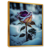 A Blooming Purple Rose Flower In Winter I Framed Canvas Vibrant Gold - 1.5"Thick