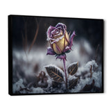 A Blooming Purple Rose Flower In Winter II Framed Canvas Vibrant Black - 1.5"Thick