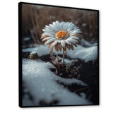 A Blooming White Daisy Flower In Winter Framed Canvas Vibrant Black - 1.5"Thick