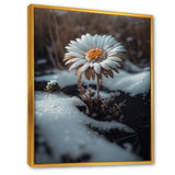 A Blooming White Daisy Flower In Winter Framed Canvas Vibrant Gold - 1.5"Thick