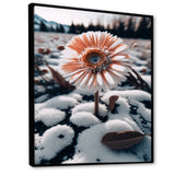 A Blooming White Gerbera Flower In Winter Framed Canvas Vibrant Black - 1.5"Thick