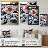 A Blooming White Gerbera Flower In Winter Framed Canvas Vibrant Black - 1.5"Thick