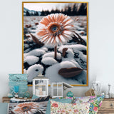 A Blooming White Gerbera Flower In Winter Canvas Canvas