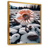 A Blooming White Gerbera Flower In Winter Framed Canvas Vibrant Gold - 1.5"Thick