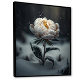 A Blooming White Peony Flower In Winter II Framed Canvas Vibrant Black - 1.5"Thick