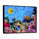 Coral Colony and Coral Fishes