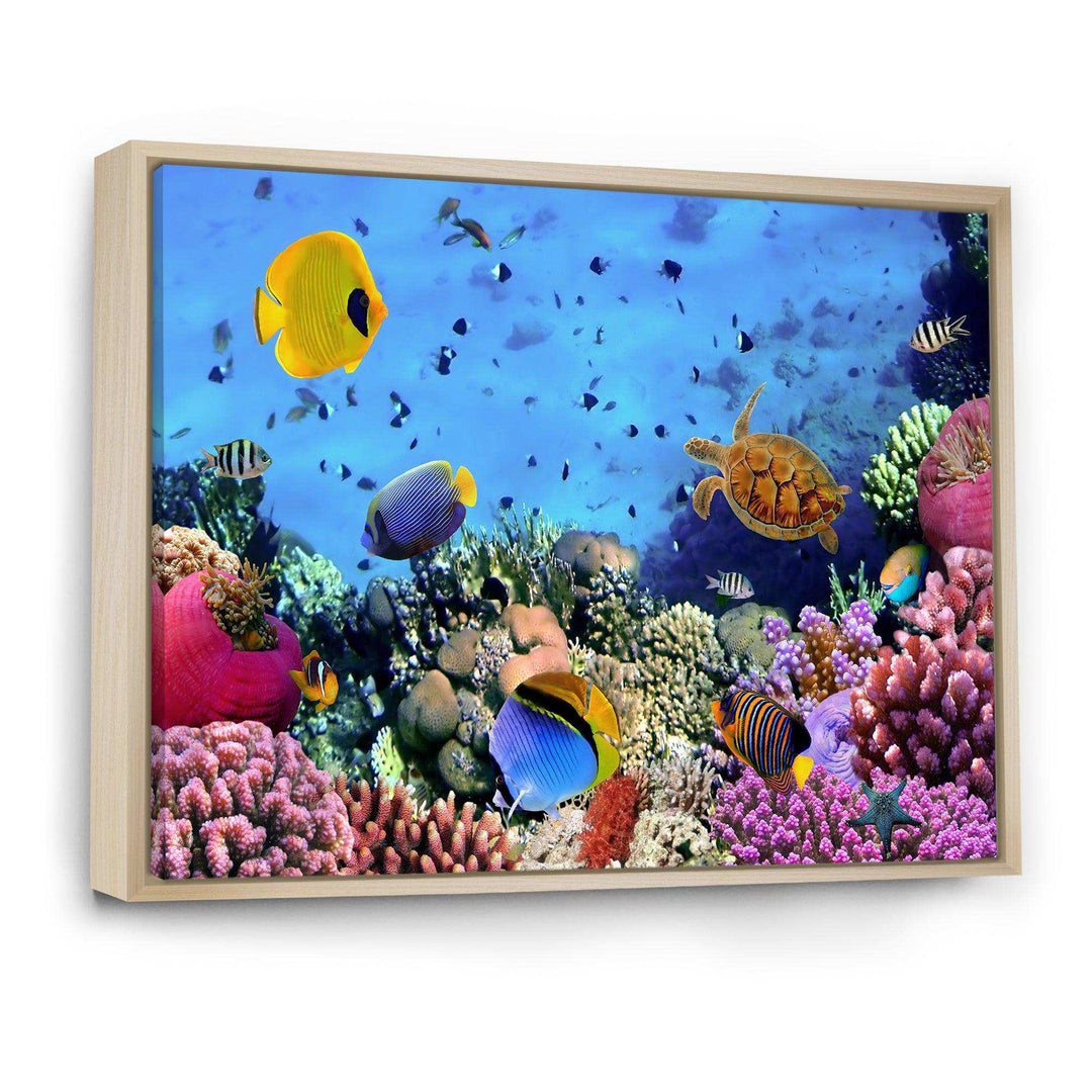 Coral Colony and Coral Fishes