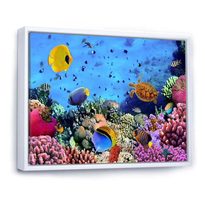 Coral Colony and Coral Fishes