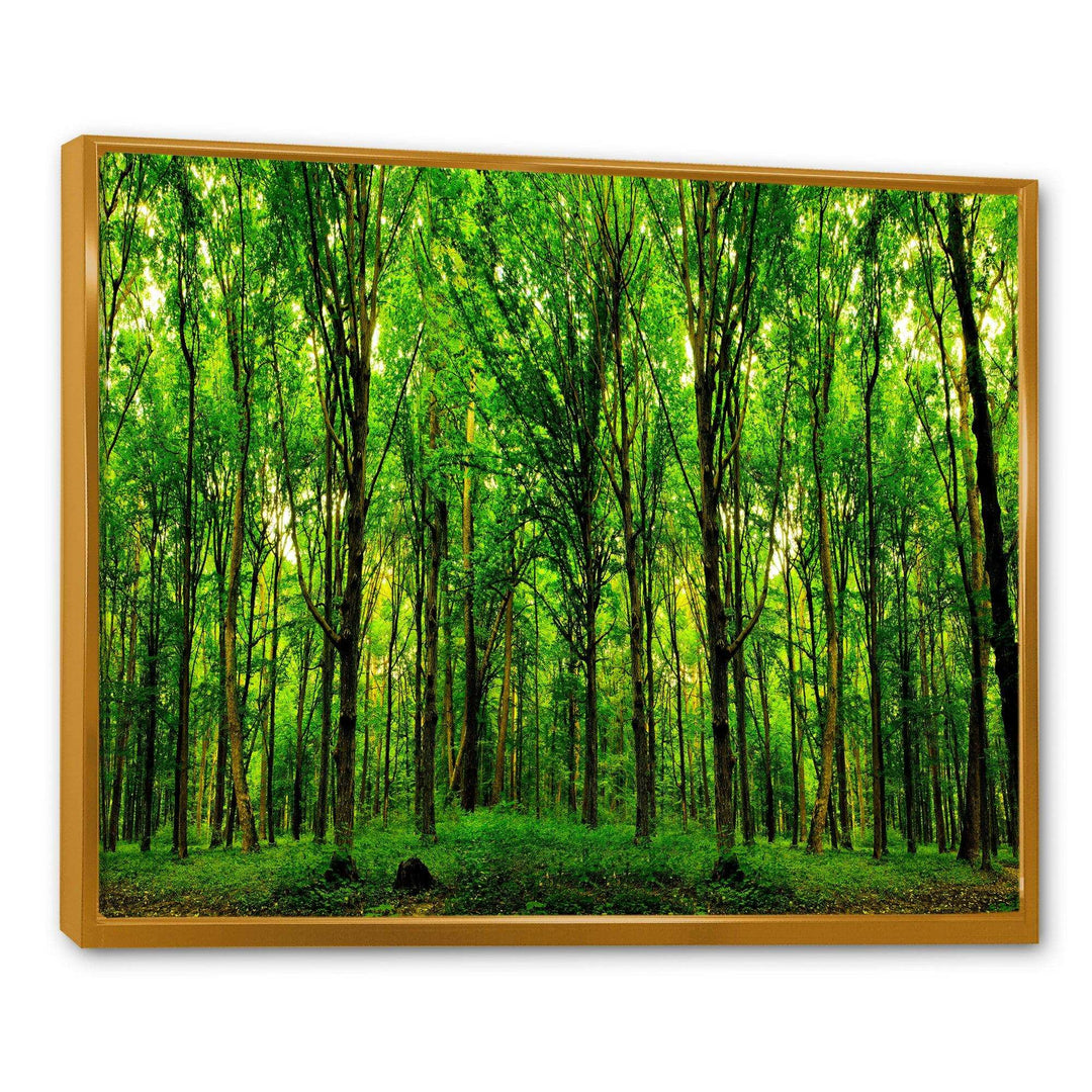 Green Forest