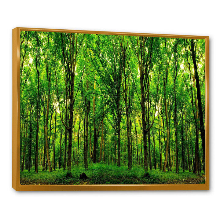 Green Forest