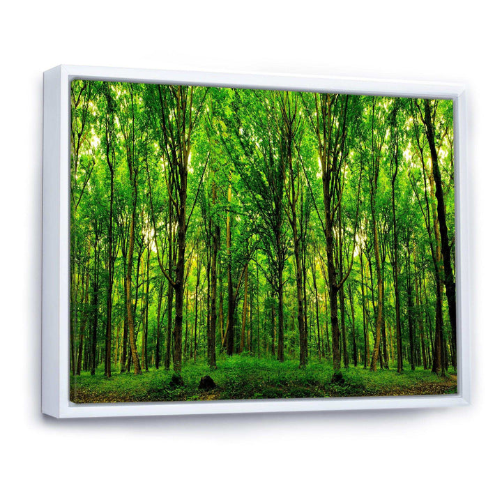 Green Forest