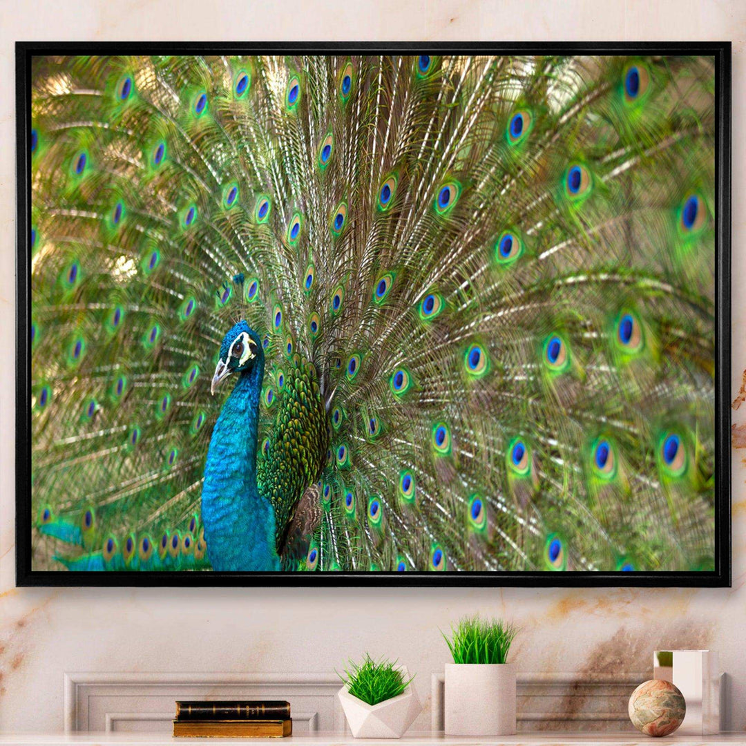 Beautiful Peacock with Feathers
