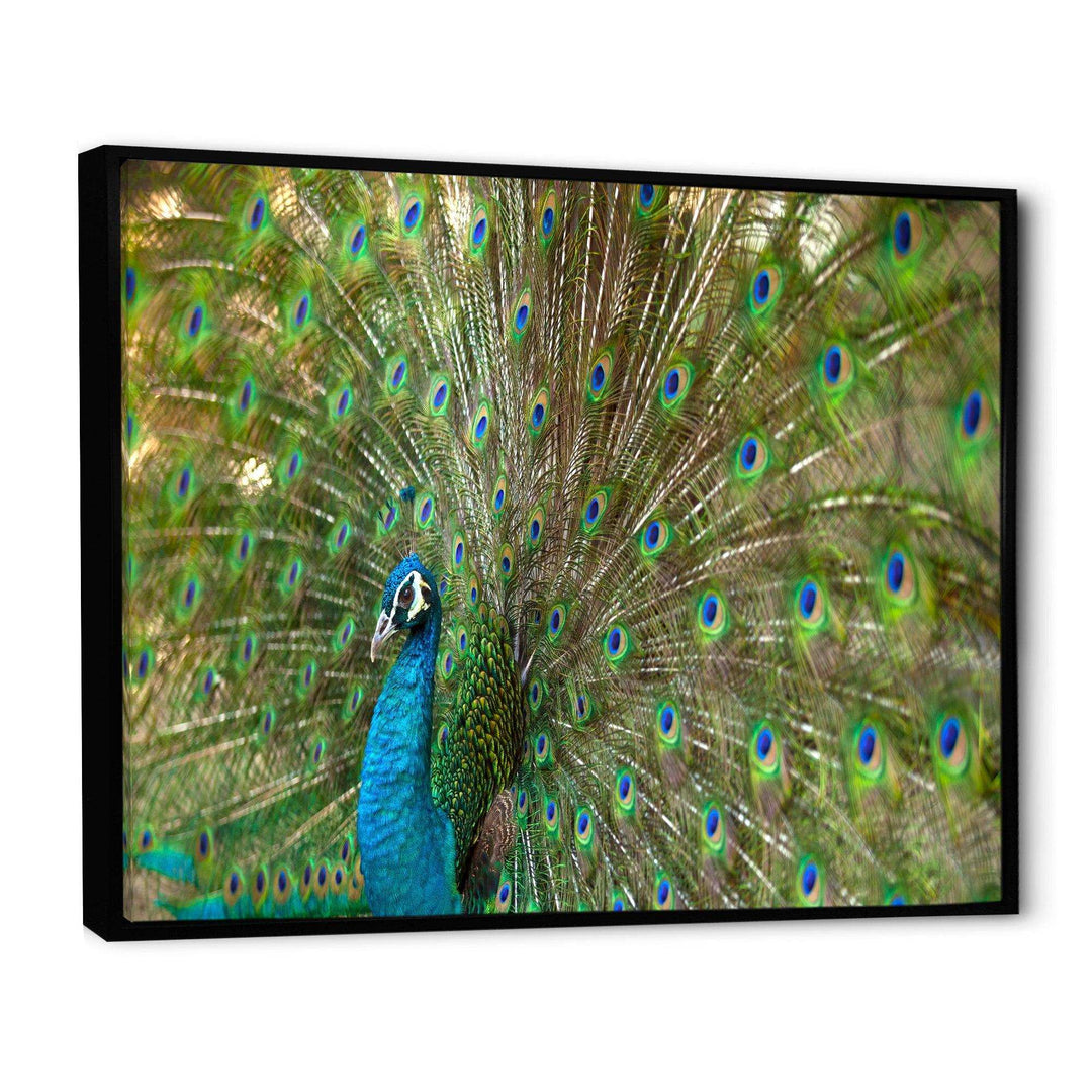 Beautiful Peacock with Feathers