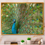 Beautiful Peacock with Feathers