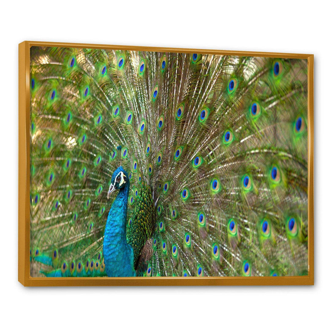 Beautiful Peacock with Feathers