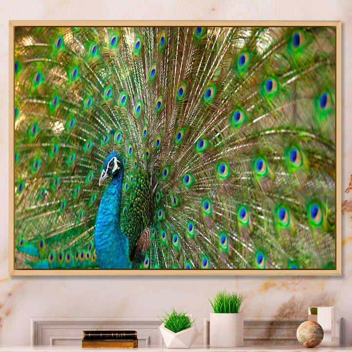 Beautiful Peacock with Feathers