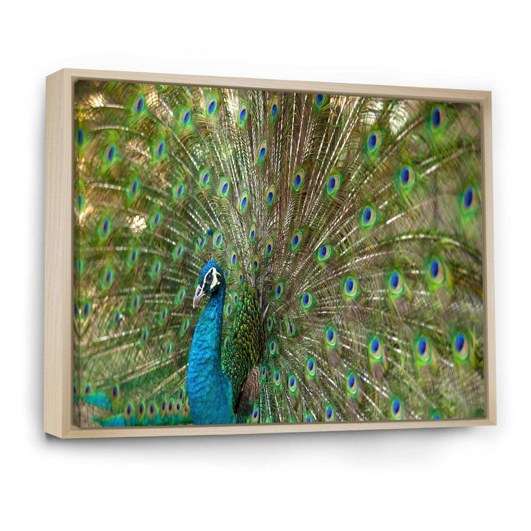 Beautiful Peacock with Feathers