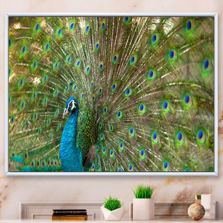 Beautiful Peacock with Feathers