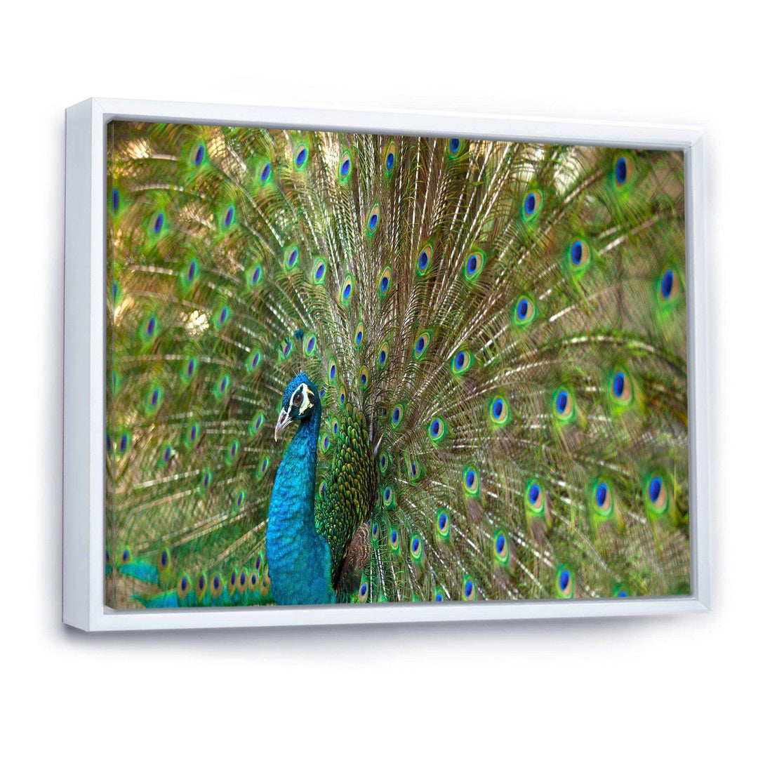Beautiful Peacock with Feathers