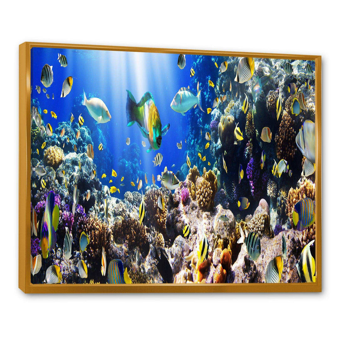 Coral Colony and Coral Fish