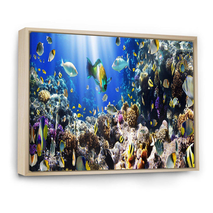Coral Colony and Coral Fish
