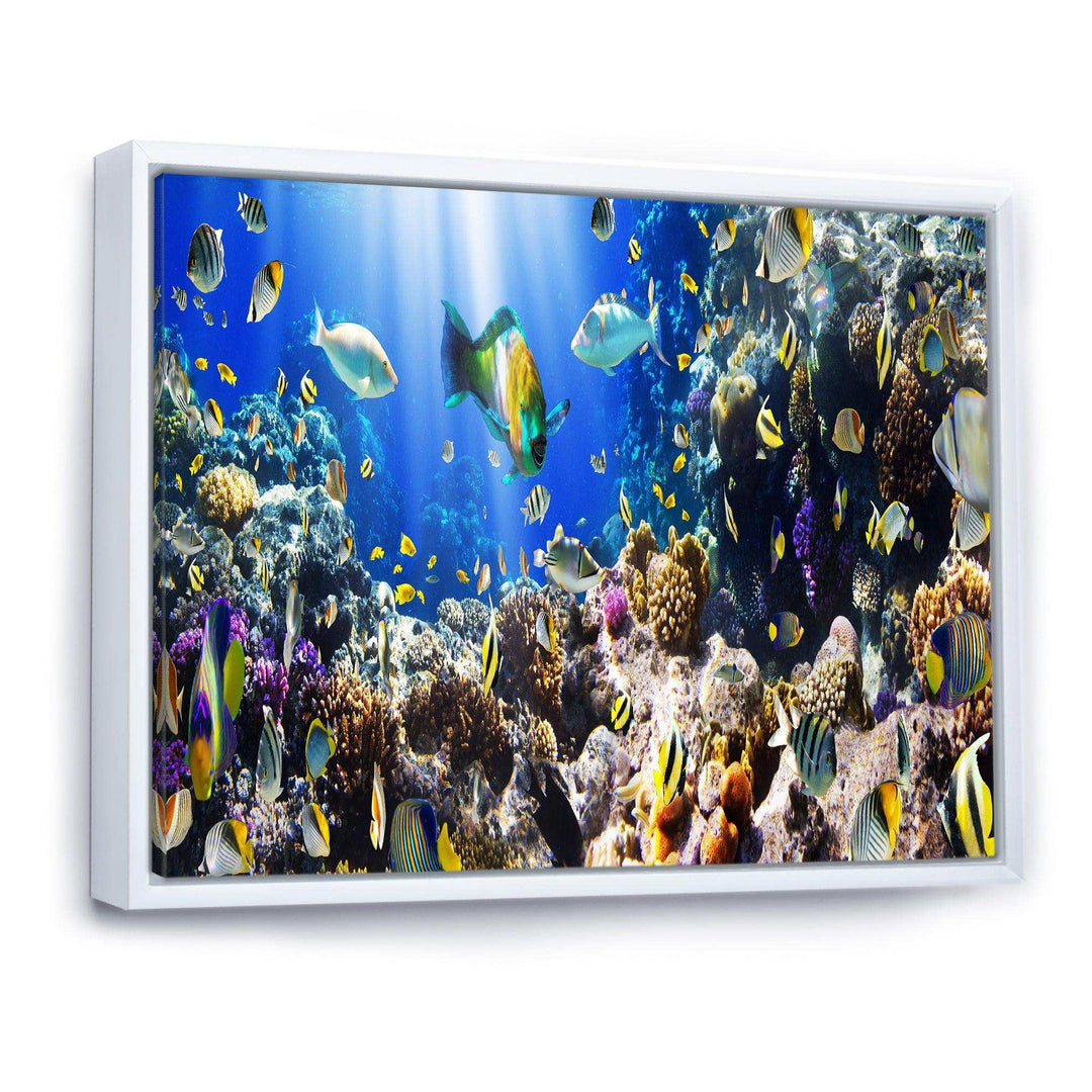 Coral Colony and Coral Fish