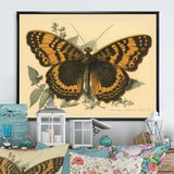 Vintage Illustration Of Butterfly I