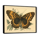 Vintage Illustration Of Butterfly I