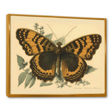 Vintage Illustration Of Butterfly I