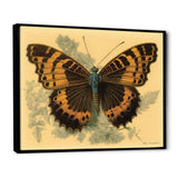 Vintage Illustration Of Butterfly II