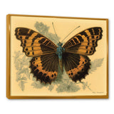 Vintage Illustration Of Butterfly II