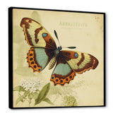Vintage Illustration Of Butterfly IV