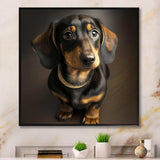 Daschund Portrait