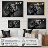 Portrait Of A Black Dachshund I